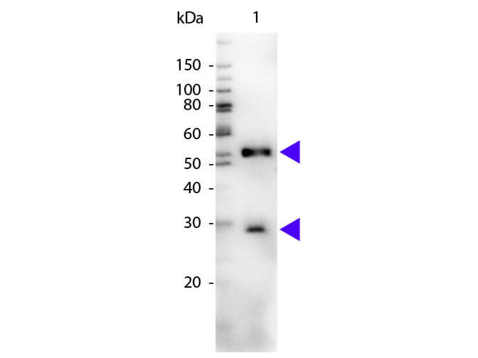 Chicken Anti-Mouse IgG H&L (HRP)