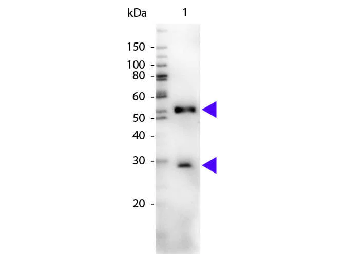 Western blot - Chicken Anti-Mouse IgG H&L (HRP) (AB6814)