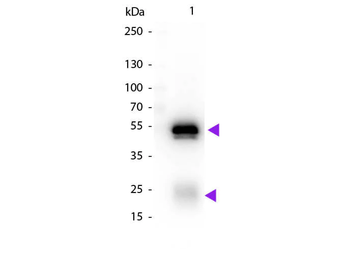Western blot - Chicken Anti-Rabbit IgG H&L (Biotin) (AB6828)