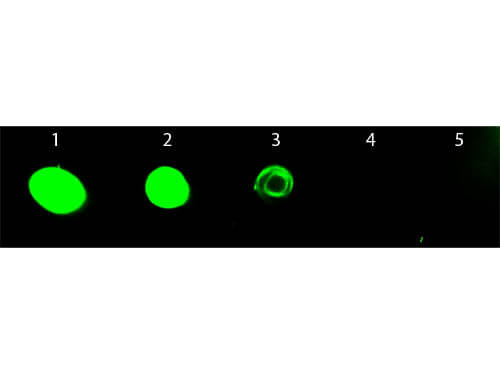 Chicken Anti-Rat IgG H&L (FITC)