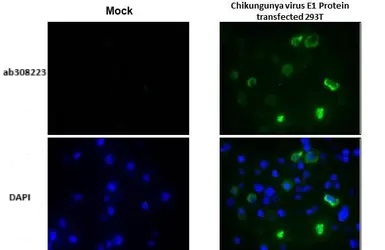 Immunohistochemistry (Formalin/PFA-fixed paraffin-embedded sections) - Anti-Chikungunya virus E1 antibody [HL2069] (AB308223)