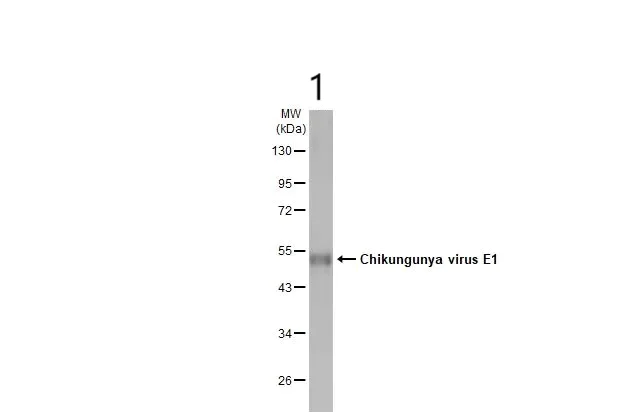 Western blot - Anti-Chikungunya virus E1 antibody [HL2069] (AB308223)