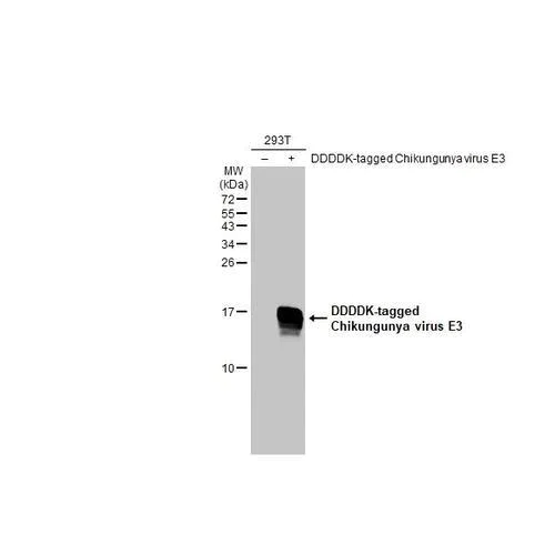 Western blot - Anti-Chikungunya virus E3 antibody [HL2476] (AB317233)