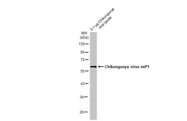 Western blot - Anti-Chikungunya virus nsP1 antibody [HL2605] - BSA and Azide free (AB327523)