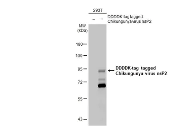 Western blot - Anti-Chikungunya virus nsP2 antibody [HL1488] - BSA and Azide free (AB313934)