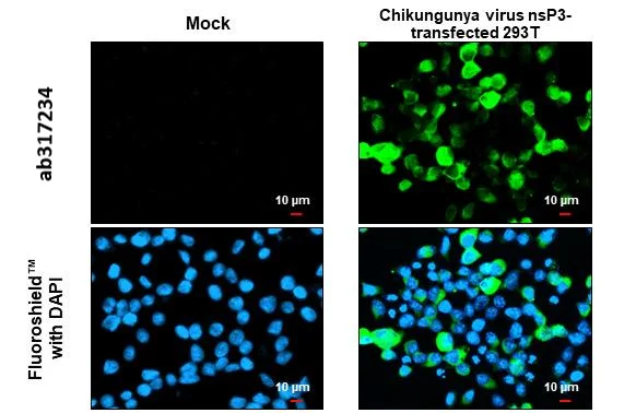 Immunocytochemistry/ Immunofluorescence - Anti-Chikungunya virus nsP3 antibody [HL2479] (AB317234)