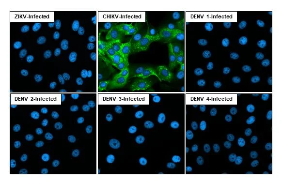 Immunocytochemistry/ Immunofluorescence - Anti-Chikungunya virus nsP3 antibody [HL2479] (AB317234)