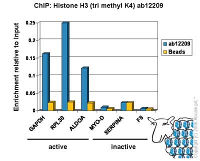 ChIP - ChIP Kit (AB500), expandable thumbnail