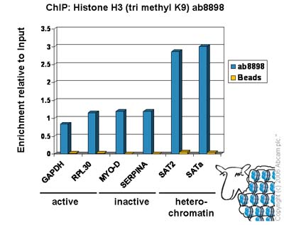 ChIP - ChIP Kit (AB500), expandable thumbnail