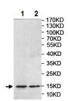 Western blot - ChIP Kit (AB500), expandable thumbnail