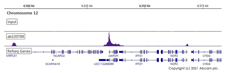 ChIP-sequencing - ChIP Kit (Transcription factors, ChIP-seq) (AB270813)