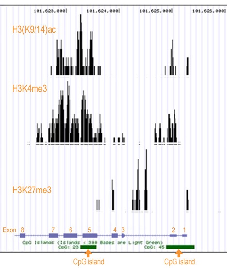 ChIP - ChIP-Seq High Sensitivity Kit (AB185908), expandable thumbnail