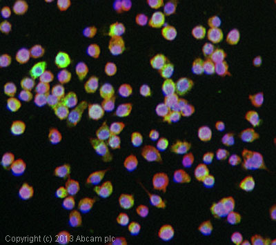Immunocytochemistry/ Immunofluorescence - Anti-Chitinase 3 like protein 3 antibody (AB93034)