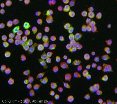 Immunocytochemistry/ Immunofluorescence - Anti-Chitinase 3 like protein 3 antibody (AB93034)
