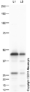 Western blot - Anti-Chitinase 3 like protein 3 antibody (AB93034)