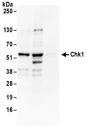Immunoprecipitation - Anti-Chk1 antibody (AB17191)