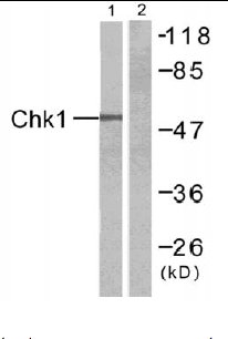 Western blot - Anti-Chk1 antibody (AB47574), expandable thumbnail