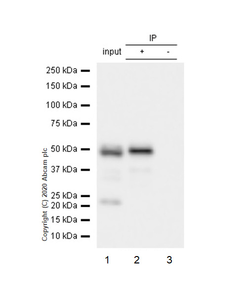 Immunoprecipitation - Anti-Chk1 antibody [E250] - BSA and Azide free (AB239821), expandable thumbnail