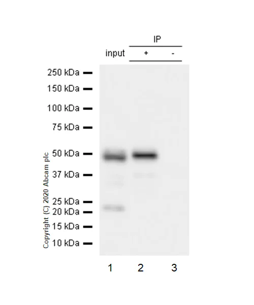Immunoprecipitation - Anti-Chk1 antibody [E250] - BSA and Azide free (AB239821)