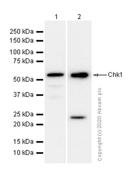 Western blot - Anti-Chk1 antibody [E250] - BSA and Azide free (AB239821), expandable thumbnail
