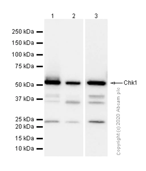 Western blot - Anti-Chk1 antibody [E250] - BSA and Azide free (AB239821)