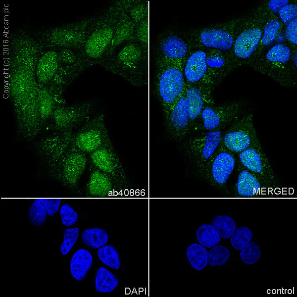 Immunocytochemistry/ Immunofluorescence - Anti-Chk1 antibody [EP691Y] (AB40866)