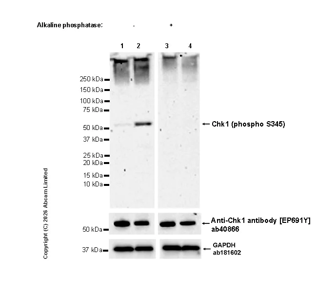 Western blot - Anti-Chk1 antibody [EP691Y] (AB40866)