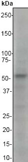 Anti-Chk1 antibody [EP691Y]