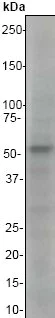 Western blot - Anti-Chk1 antibody [EP691Y] (AB40866)