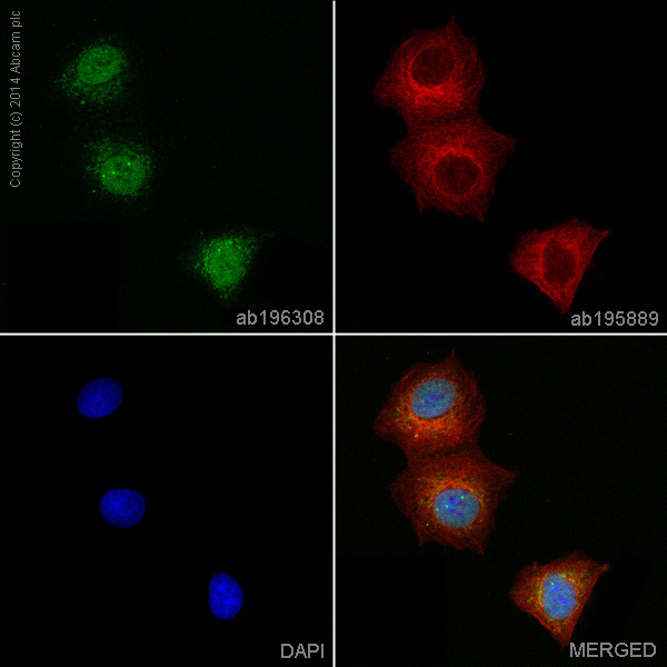 Immunocytochemistry/ Immunofluorescence - Anti-Chk1 antibody [EP691Y] - BSA and Azide free (AB210964), expandable thumbnail