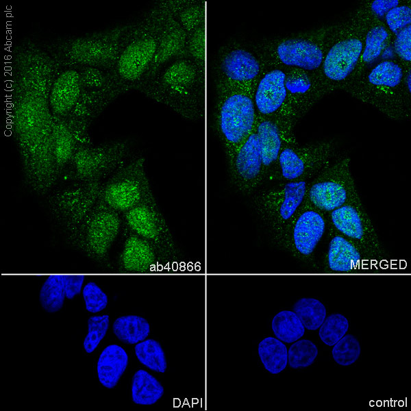 Immunocytochemistry/ Immunofluorescence - Anti-Chk1 antibody [EP691Y] - BSA and Azide free (AB210964), expandable thumbnail