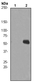 Western blot - Anti-Chk1 (phospho S280) antibody [EPR765] (AB92630), expandable thumbnail
