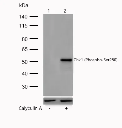 Western blot - Anti-Chk1 (phospho S280) antibody [SR1952] (AB326672)