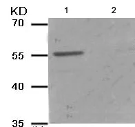 Western blot - Anti-Chk1 (phospho S286) antibody (AB193234)