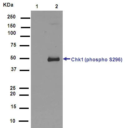 Western blot - Anti-Chk1 (phospho S296) antibody [EPR915] (AB79758)