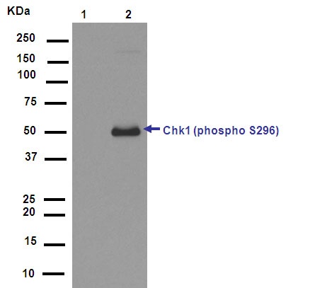 Western blot - Anti-Chk1 (phospho S296) antibody [EPR915] (AB79758), expandable thumbnail