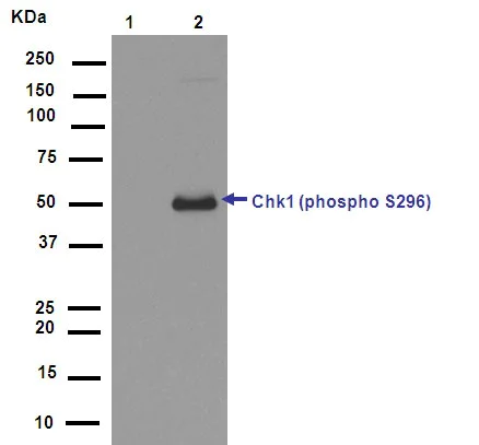 Western blot - Anti-Chk1 (phospho S296) antibody [EPR915] (AB79758)
