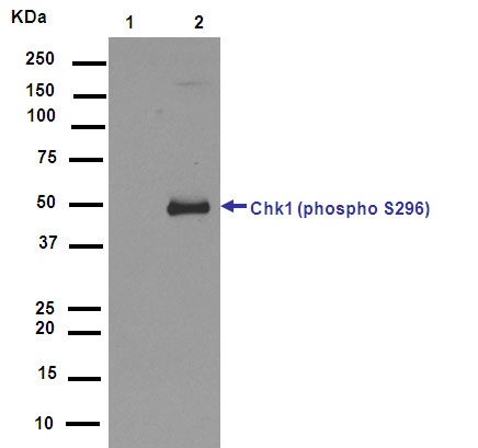 Western blot - Anti-Chk1 (phospho S296) antibody [EPR915] - BSA and Azide free (AB176313)