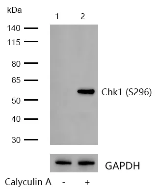 Western blot - Anti-Chk1 (phospho S296) antibody [SN06-50] (AB326629)