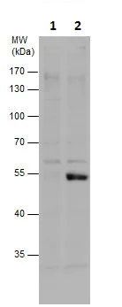 Western blot - Anti-Chk1 (phospho S317) antibody (AB226929)