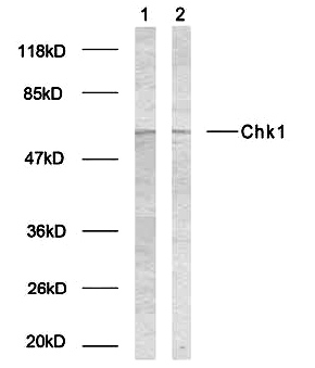 Western blot - Anti-Chk1 (phospho S317) antibody (AB38518), expandable thumbnail