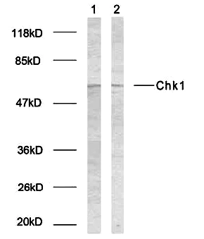 Western blot - Anti-Chk1 (phospho S317) antibody (AB38518)