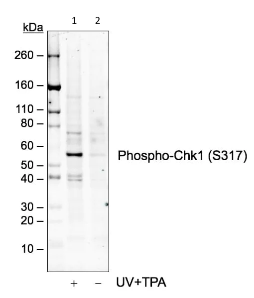 Western blot - Anti-Chk1 (phospho S317) antibody [Chk1S317-G1] (AB278717)