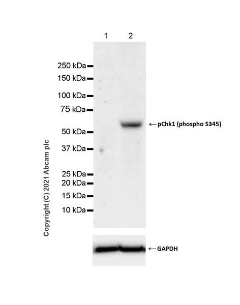 Western blot - Anti-Chk1 (phospho S345) antibody [EPR24754-147] (AB283261)