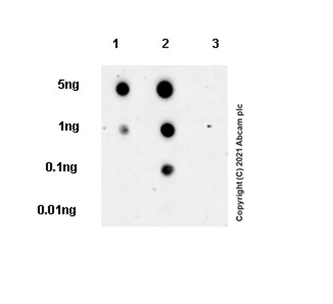 Dot Blot - Anti-Chk1 (phospho S345) antibody [EPR24754-147] - BSA and Azide free (AB283279)