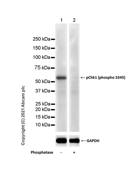 Western blot - Anti-Chk1 (phospho S345) antibody [EPR24754-147] - BSA and Azide free (AB283279)