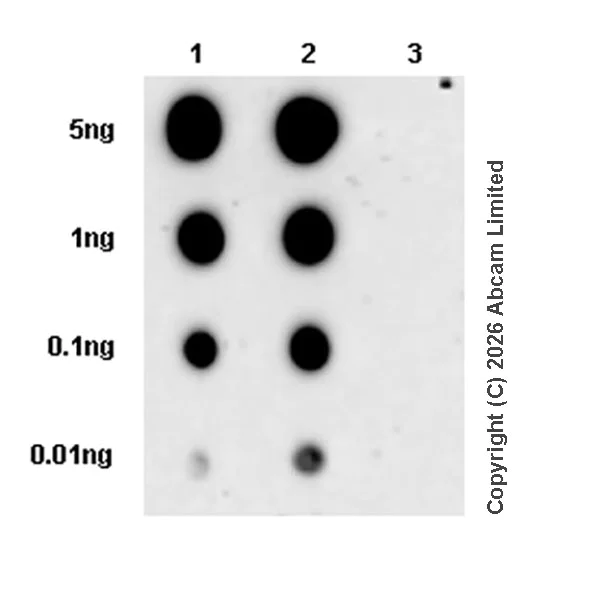 Dot Blot - Anti-Chk1 (phospho S345) antibody [EPR30270-566] (AB325675)