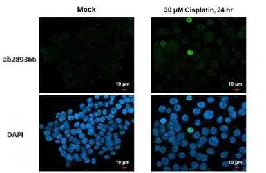 Immunocytochemistry/ Immunofluorescence - Anti-Chk1 (phospho S345) antibody [HL122] - BSA and Azide free (AB289366), expandable thumbnail