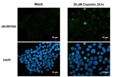 Immunocytochemistry/ Immunofluorescence - Anti-Chk1 (phospho S345) antibody [HL122] - BSA and Azide free (AB289366)