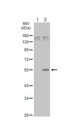 Western blot - Anti-Chk1 (phospho S345) antibody [HL122] - BSA and Azide free (AB289366)